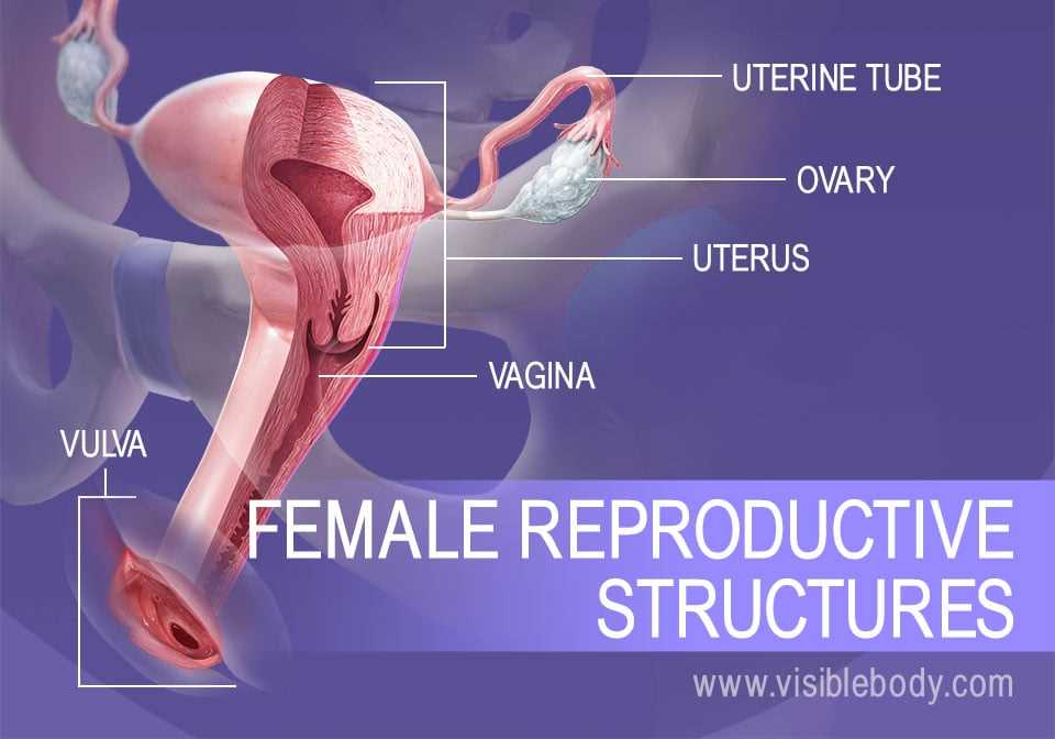 parts of vulva diagram