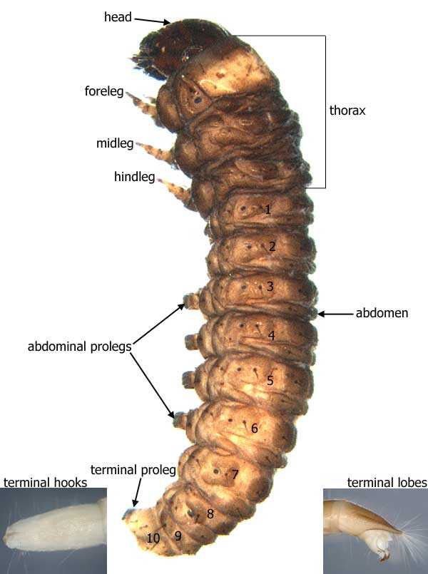 body parts of a caterpillar diagram