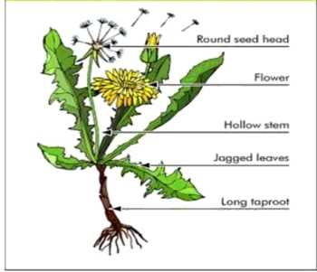 diagram dandelion parts labeled