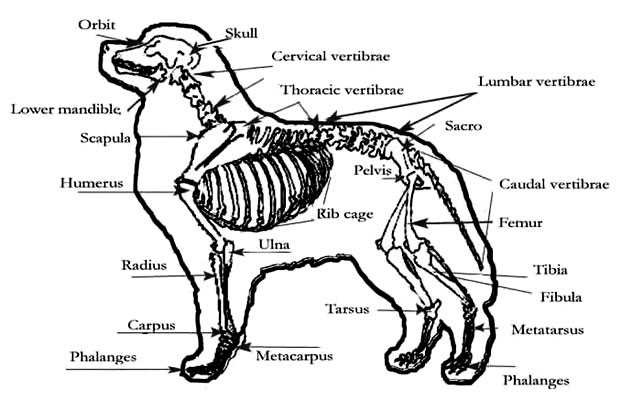 dog body parts diagram