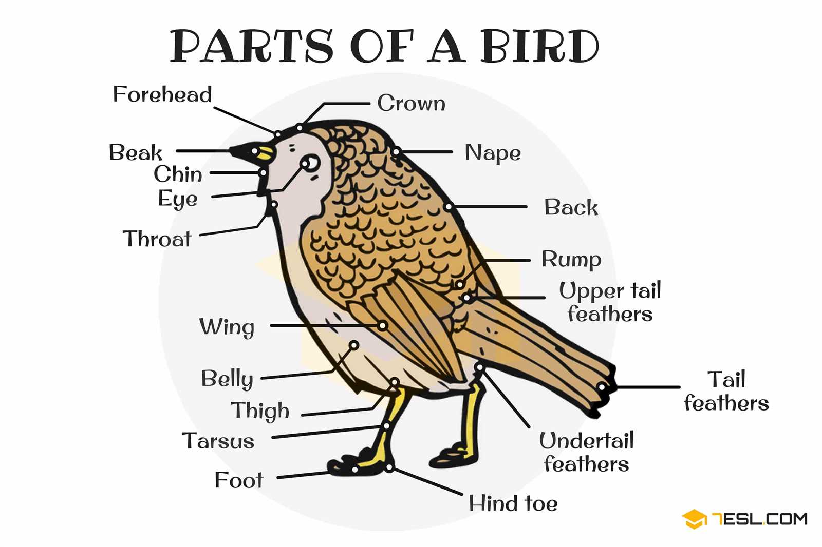 parts of a bird diagram