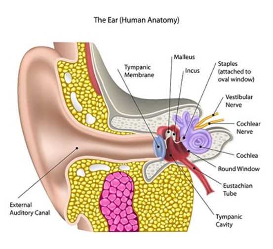 parts of a cochlear implant diagram