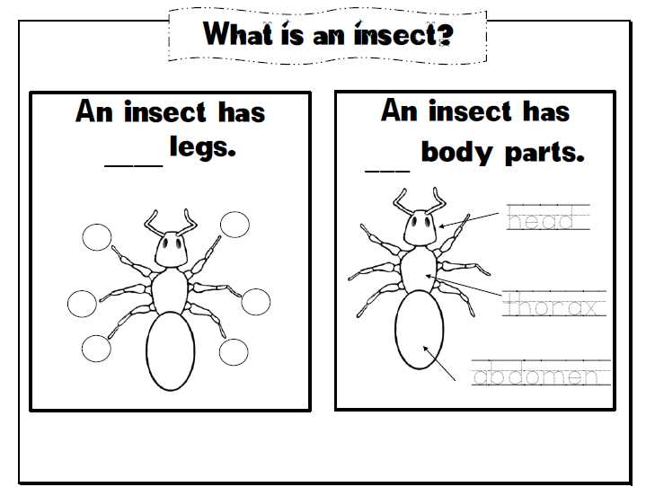 insect body parts diagram for kindergarten