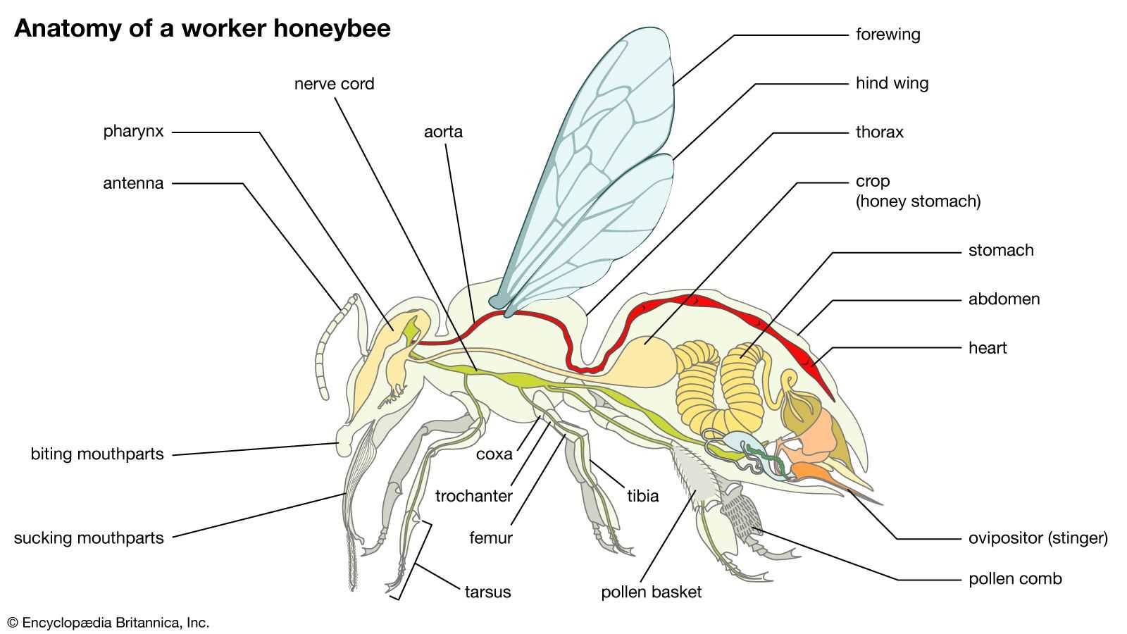 honey bee mouth parts diagram