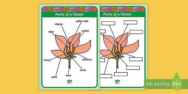 what are the parts of a flower with diagram