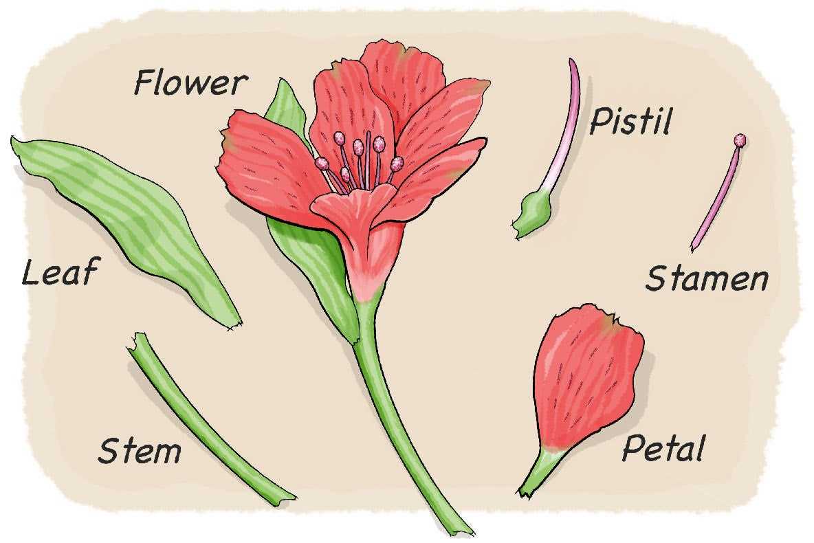 parts of a lily flower diagram