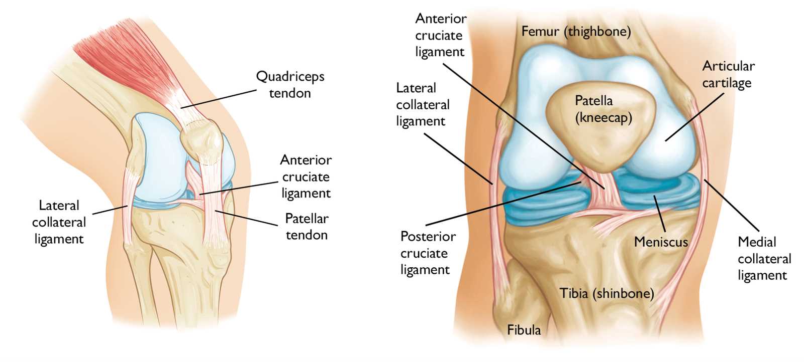 knee parts diagram