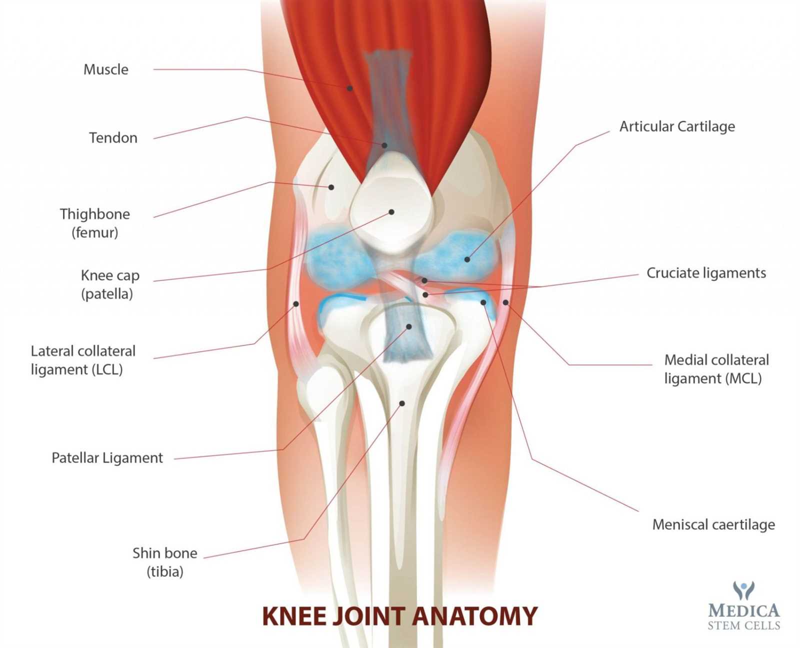 knee parts diagram