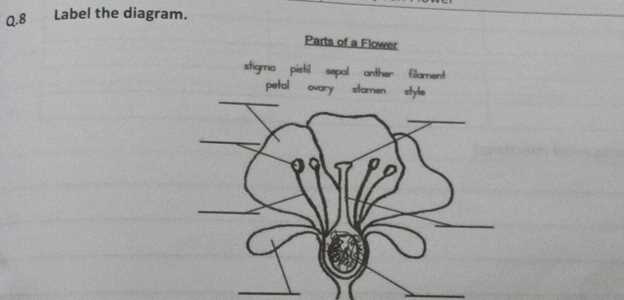 flower parts diagram worksheet