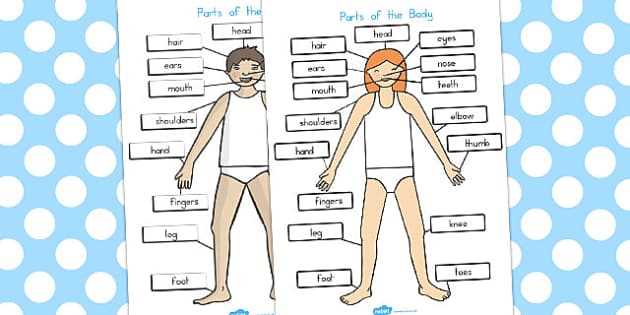 parts of body diagram