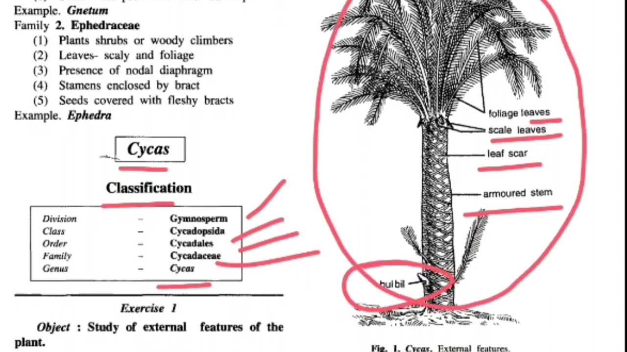 palm tree parts diagram