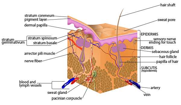 parts of the skin diagram