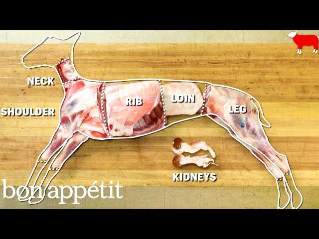 lamb body parts diagram