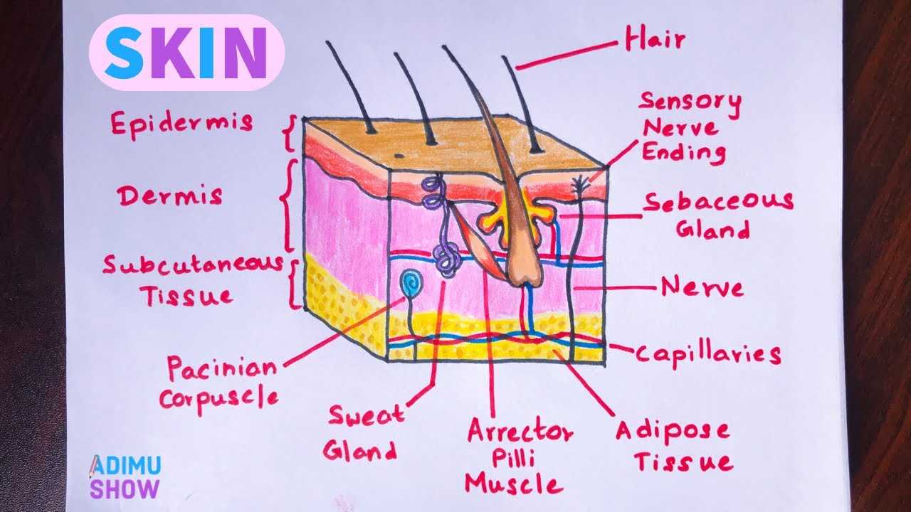 parts of the skin diagram