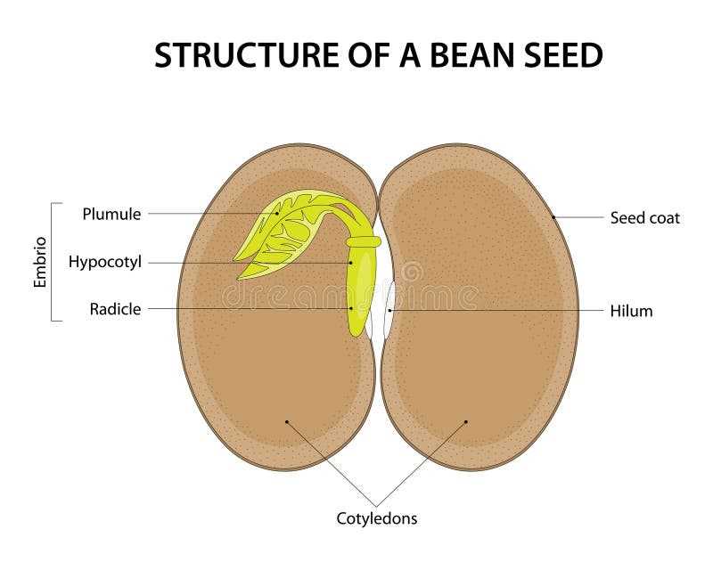 diagram parts of a seed