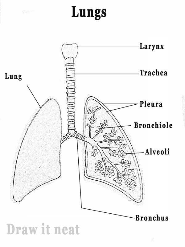 lung parts diagram