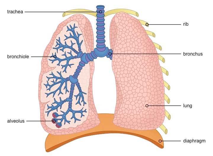 lung parts diagram