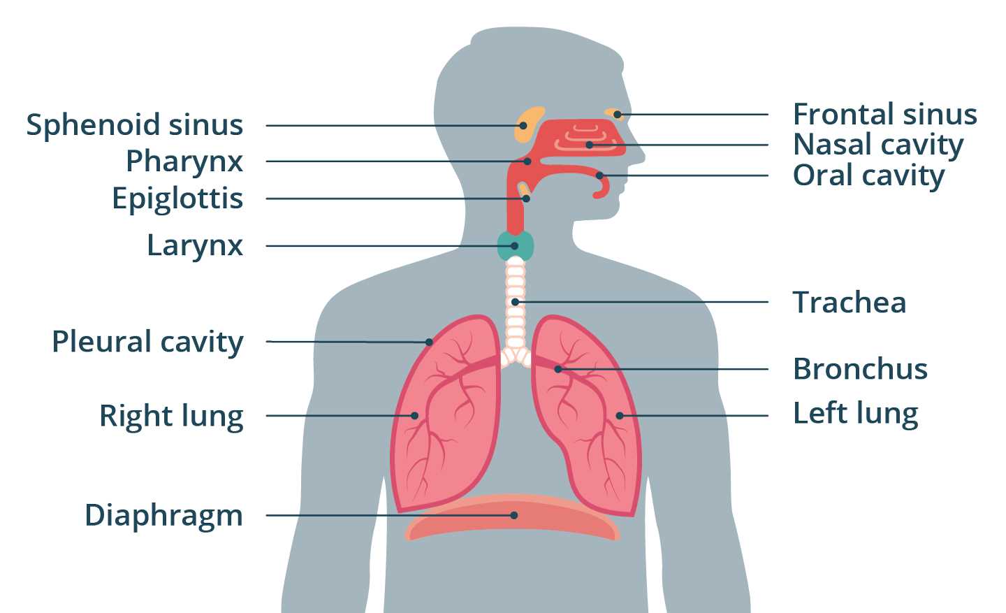 lung parts diagram