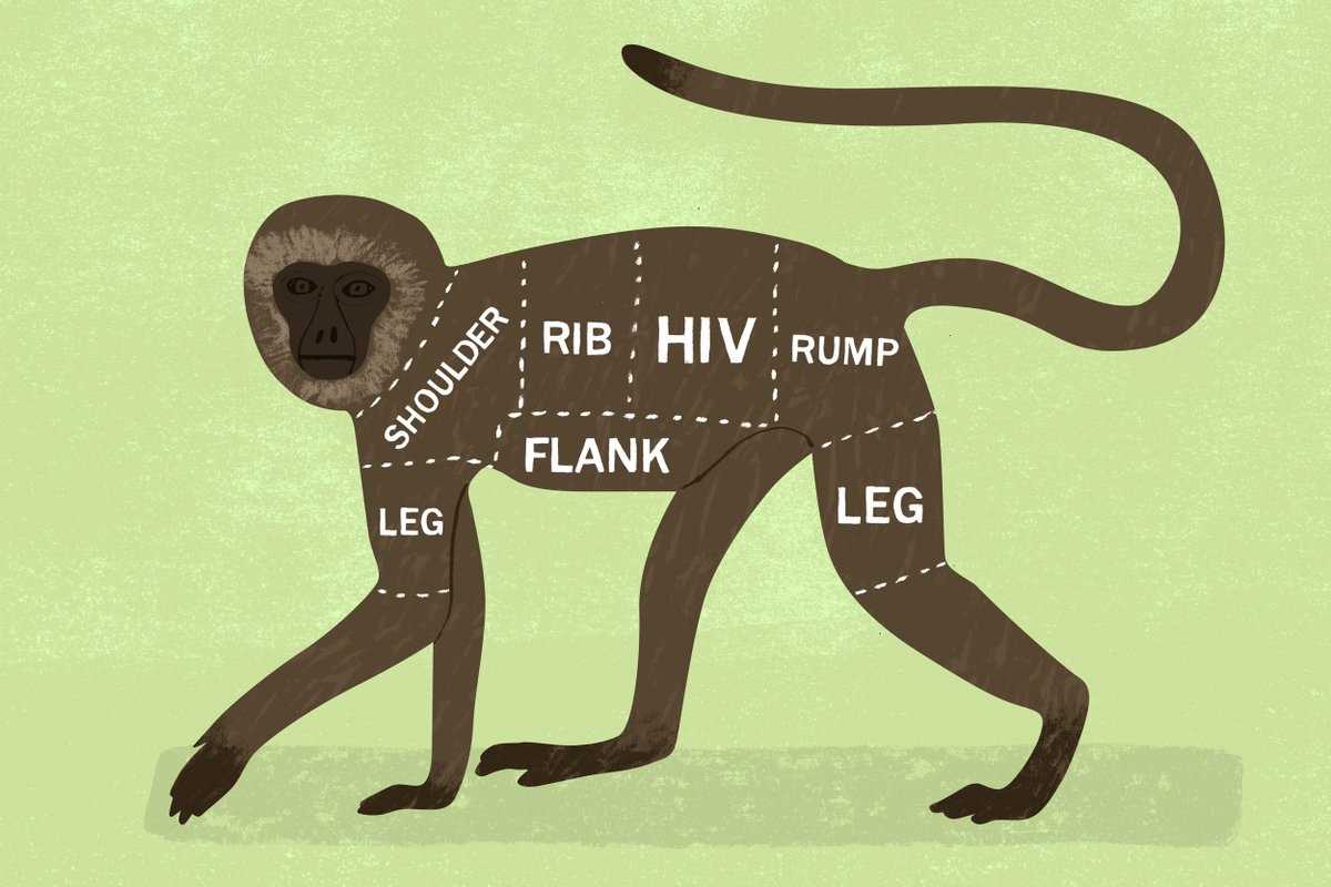 spider monkey body parts diagram