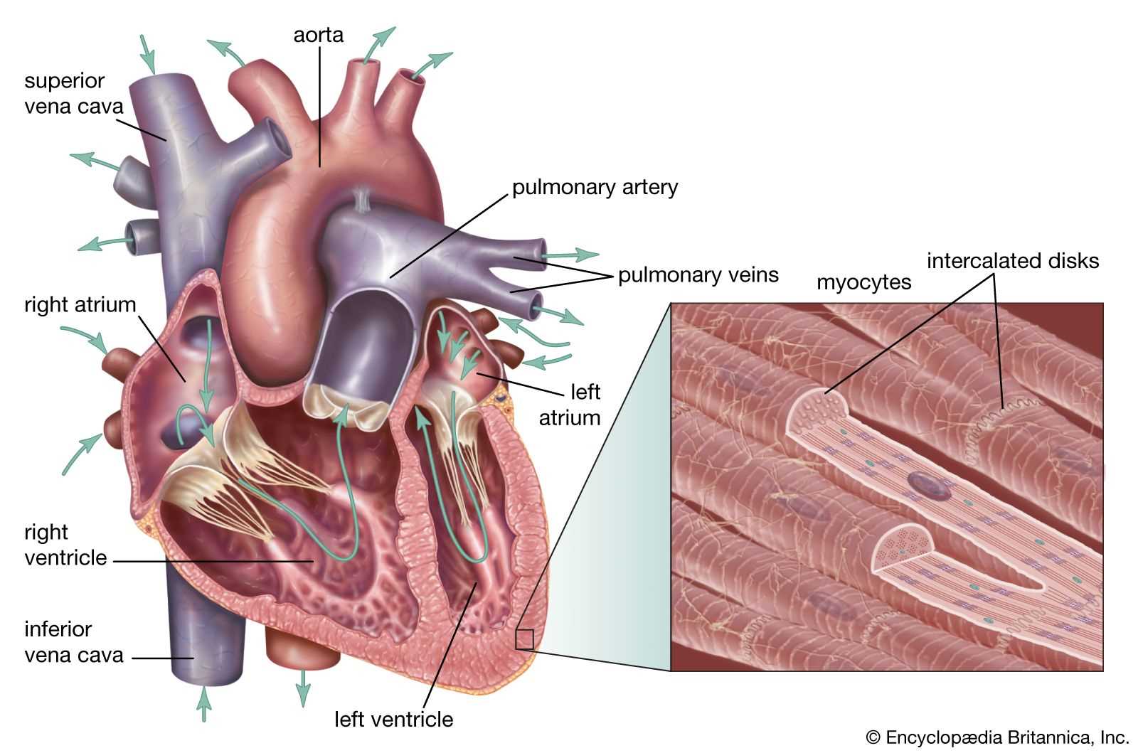 parts of the heart diagram