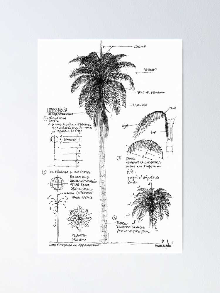 palm tree parts diagram