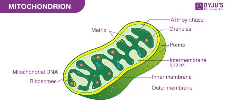 mitochondria diagram with parts