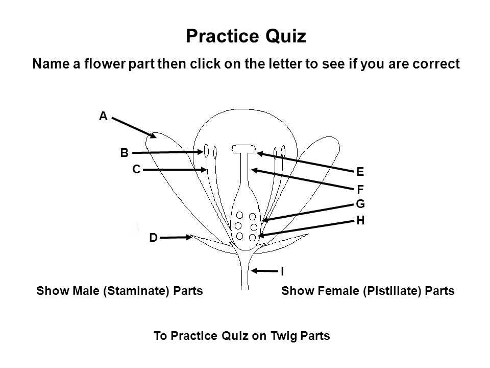 parts of a flower diagram quiz