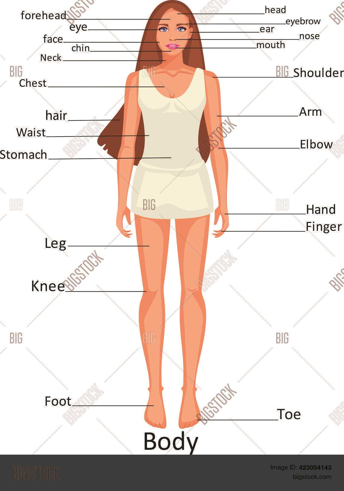 parts of body diagram