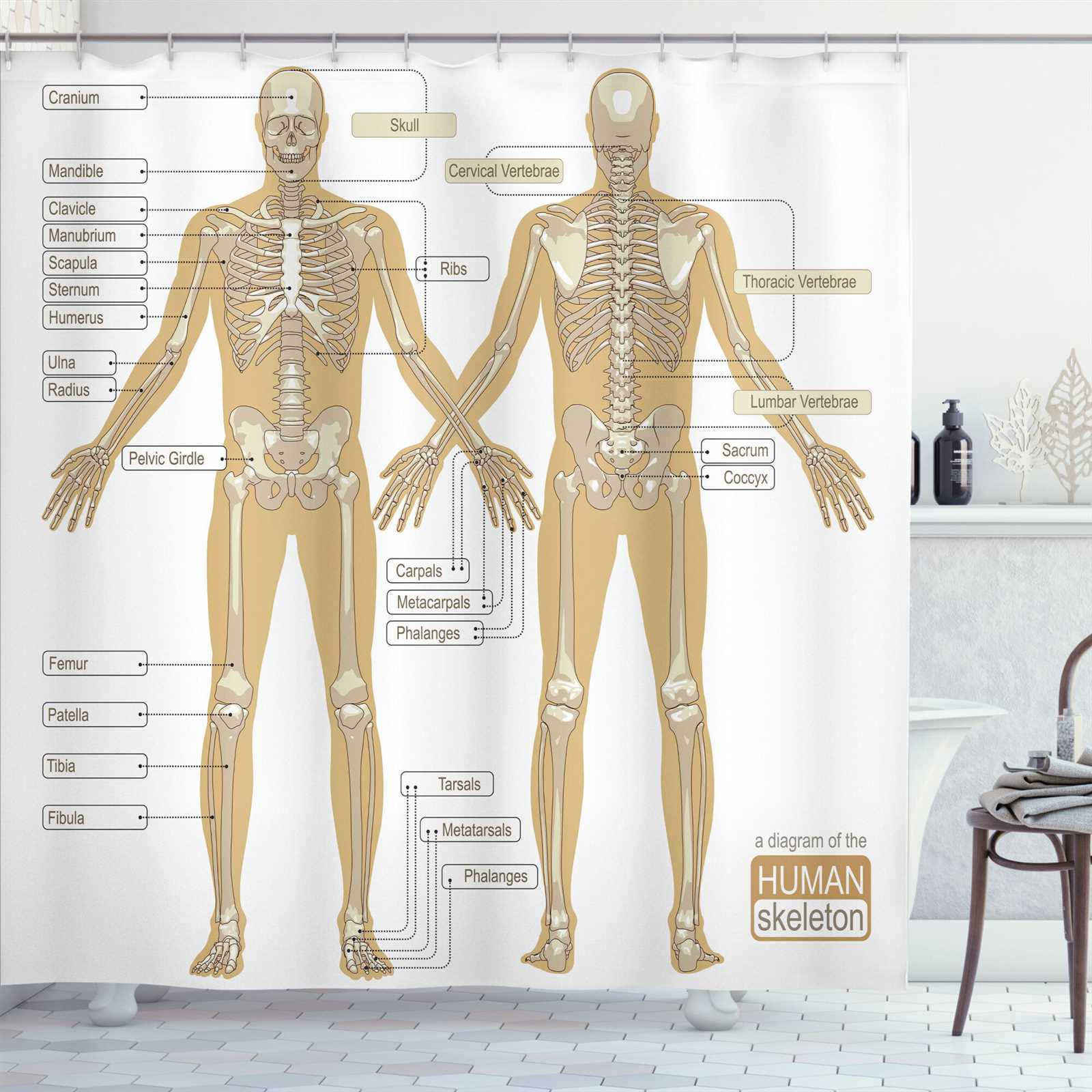 body muscle parts diagram