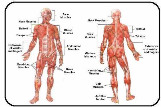 muscular system parts diagram