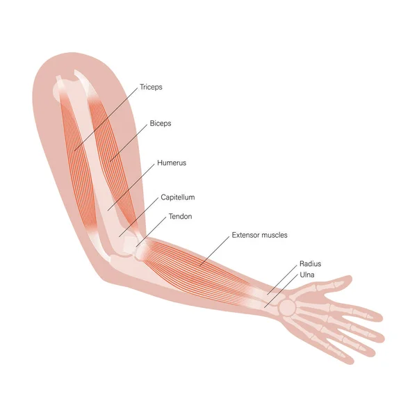 muscular system parts diagram