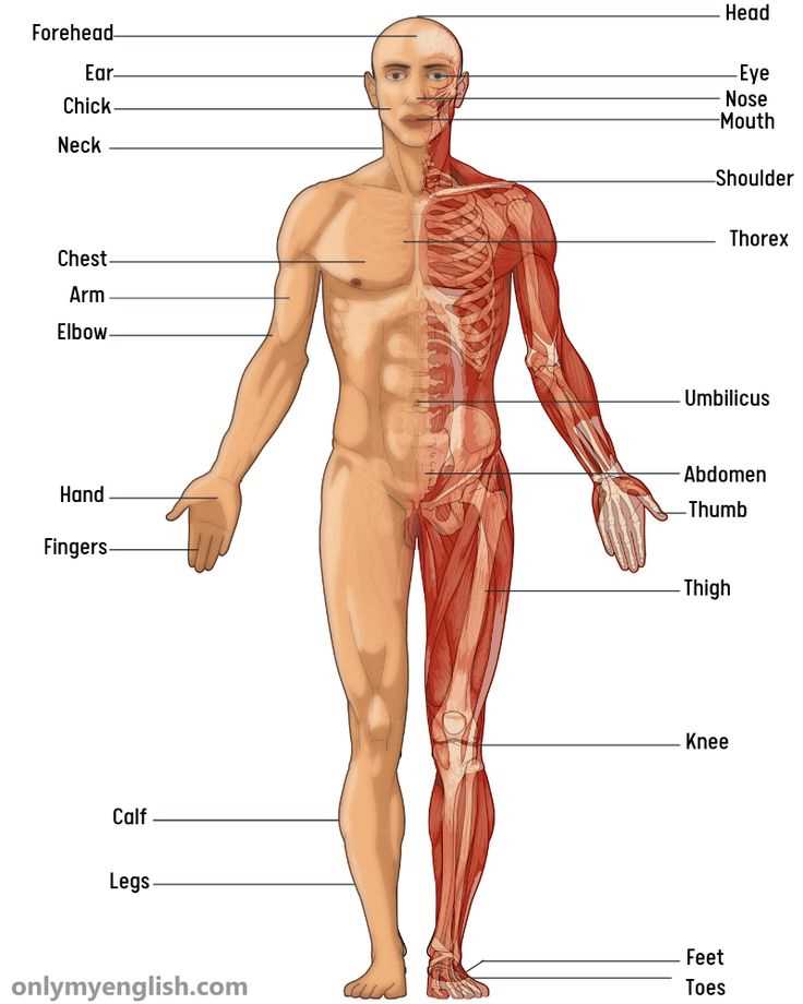 parts of body diagram