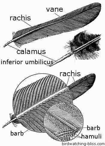 parts of a feather diagram