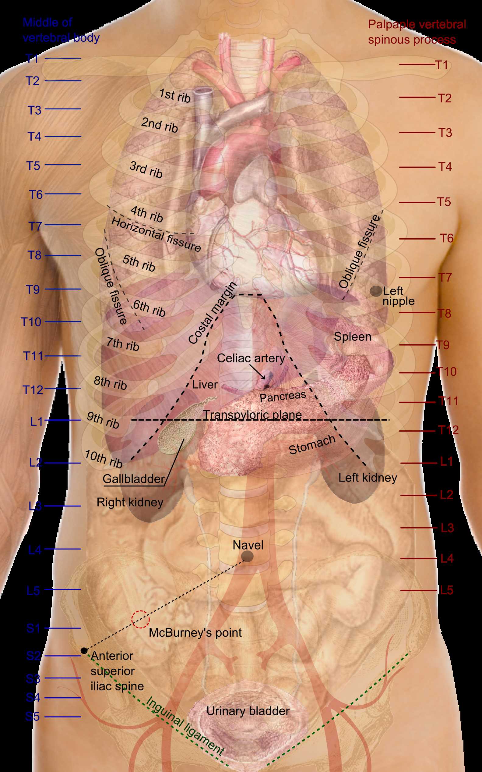 names of human body parts with diagram