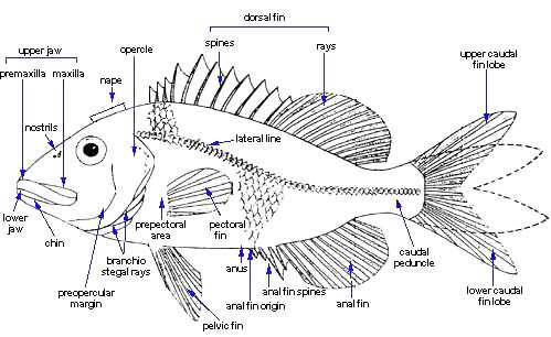 diagram of a fish and its parts