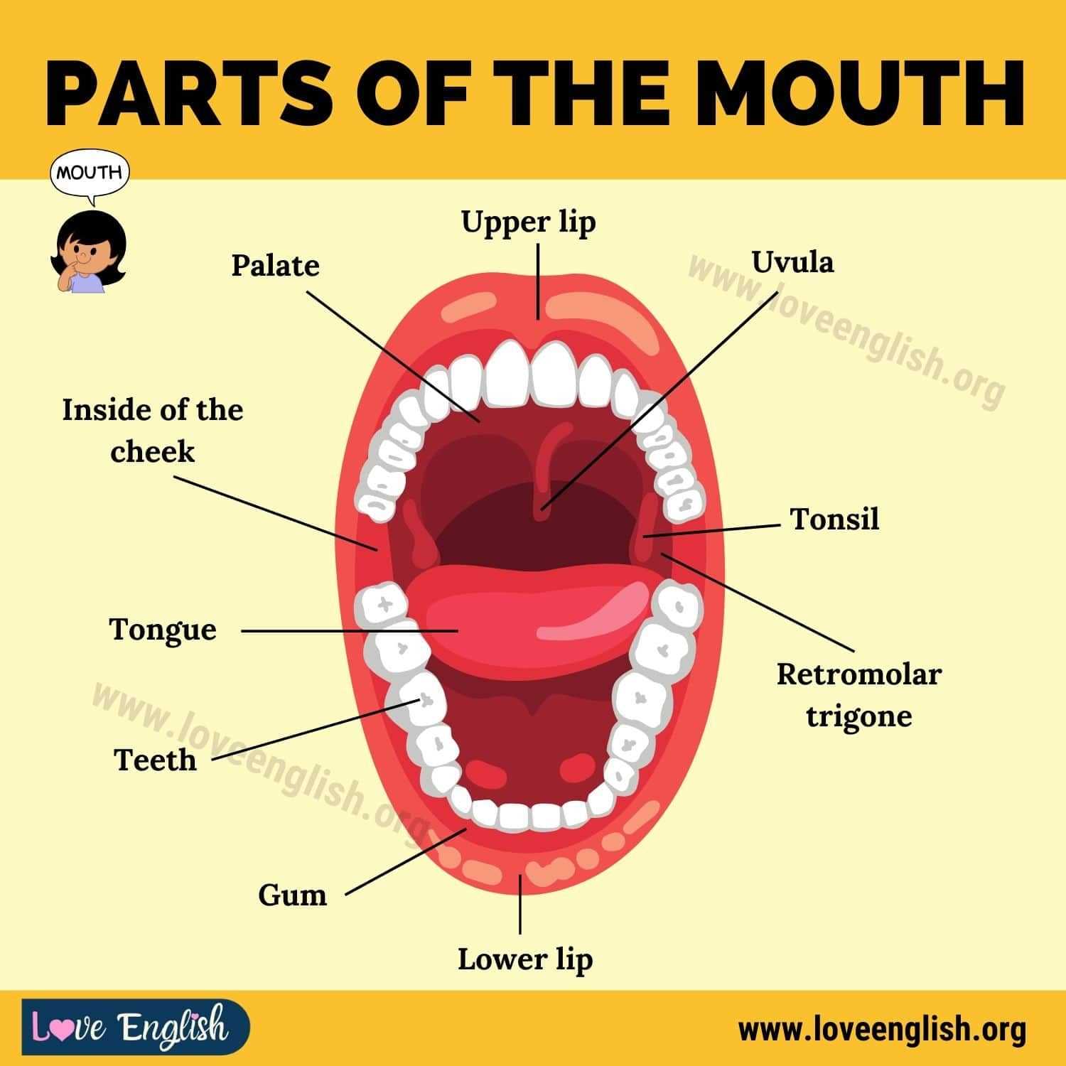 parts of a mouth diagram