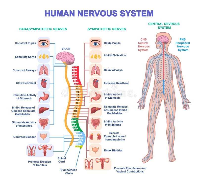 nervous system parts diagram