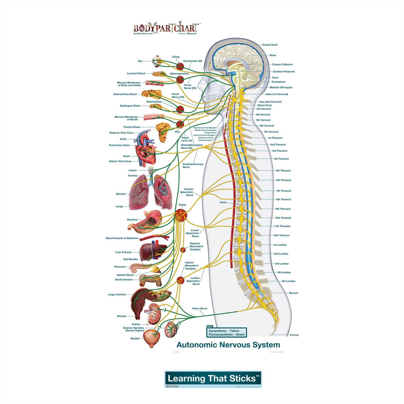 nervous system parts diagram