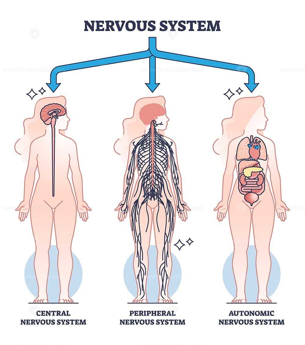 nervous system parts diagram