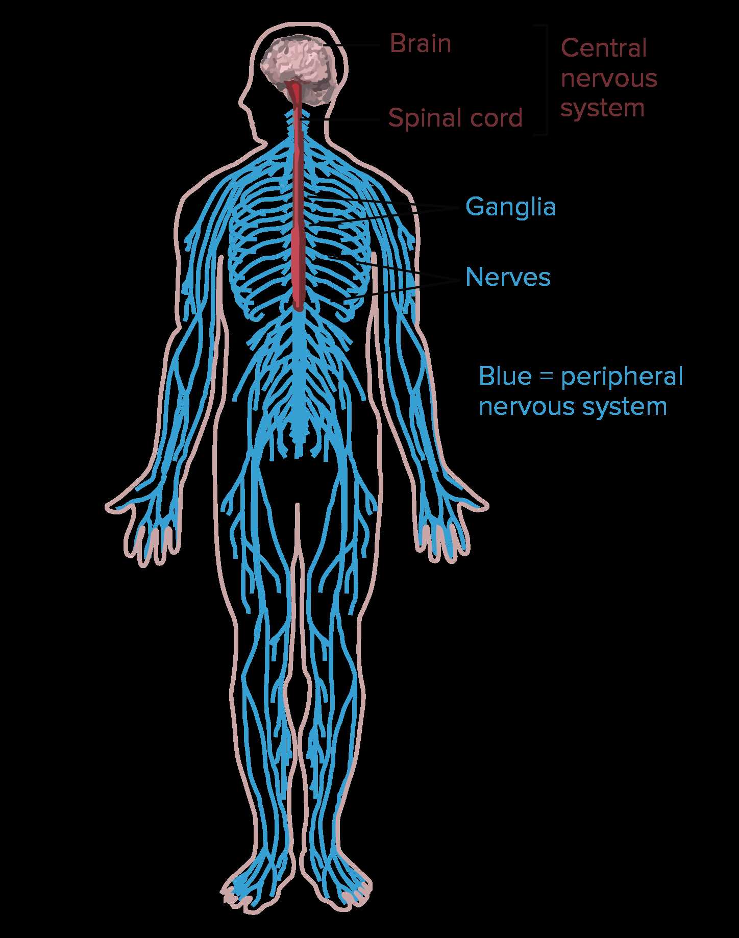 nervous system parts diagram