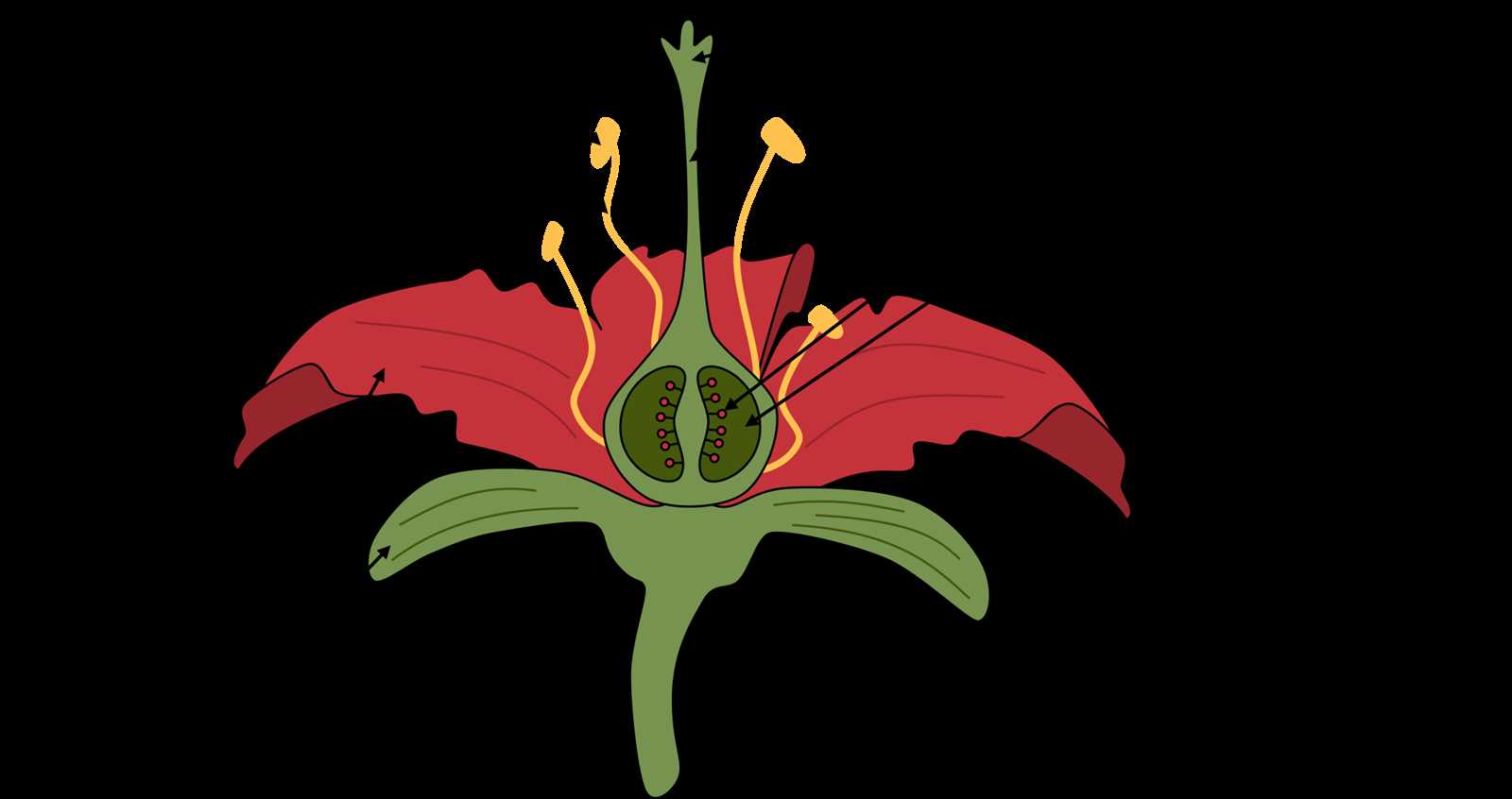 tulip flower parts diagram