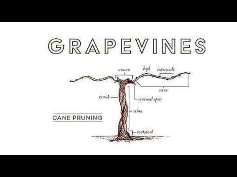 parts of a grape vine diagram