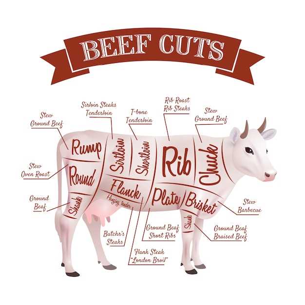 parts of the cow diagram