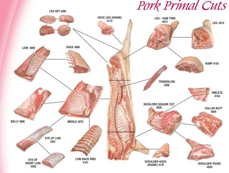 pork meat parts diagram
