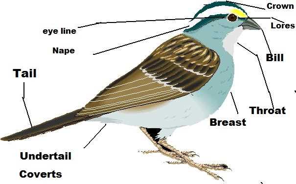 parts of a bird diagram