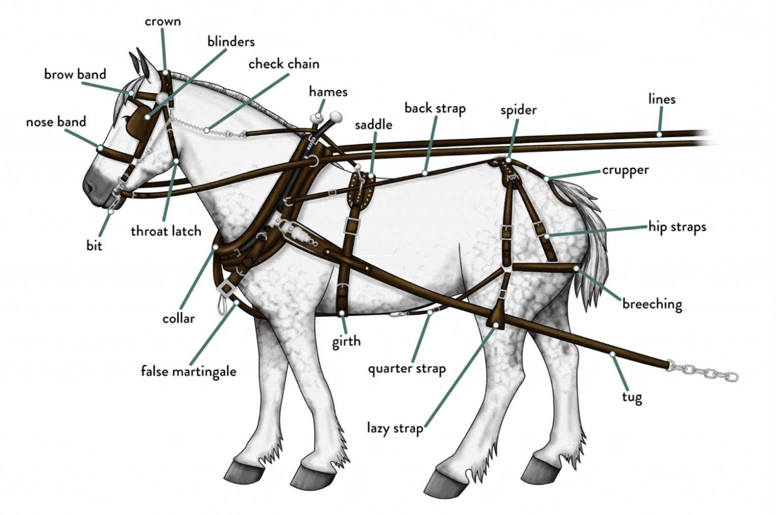 horse cart parts diagram