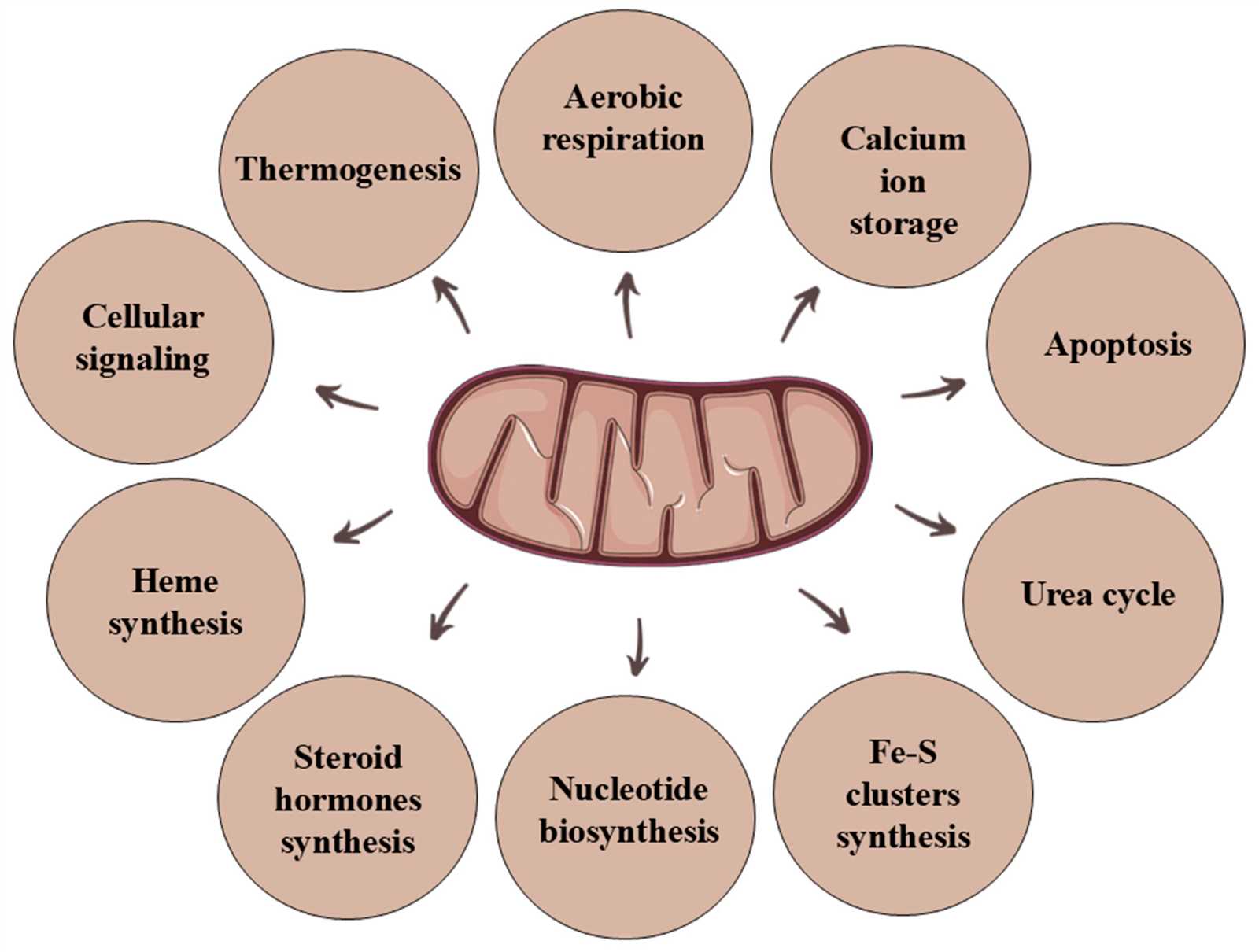 mitochondria diagram with parts