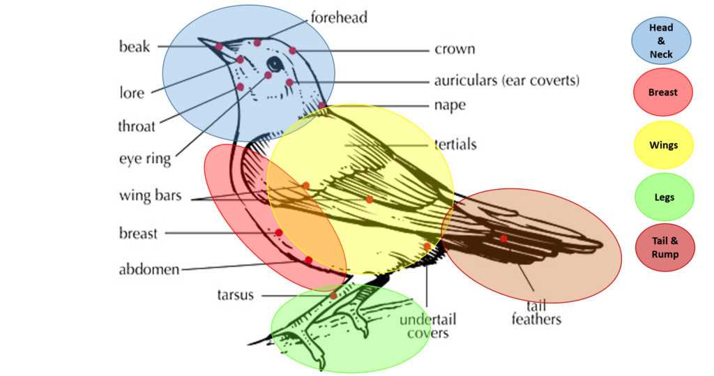 parts of a bird diagram