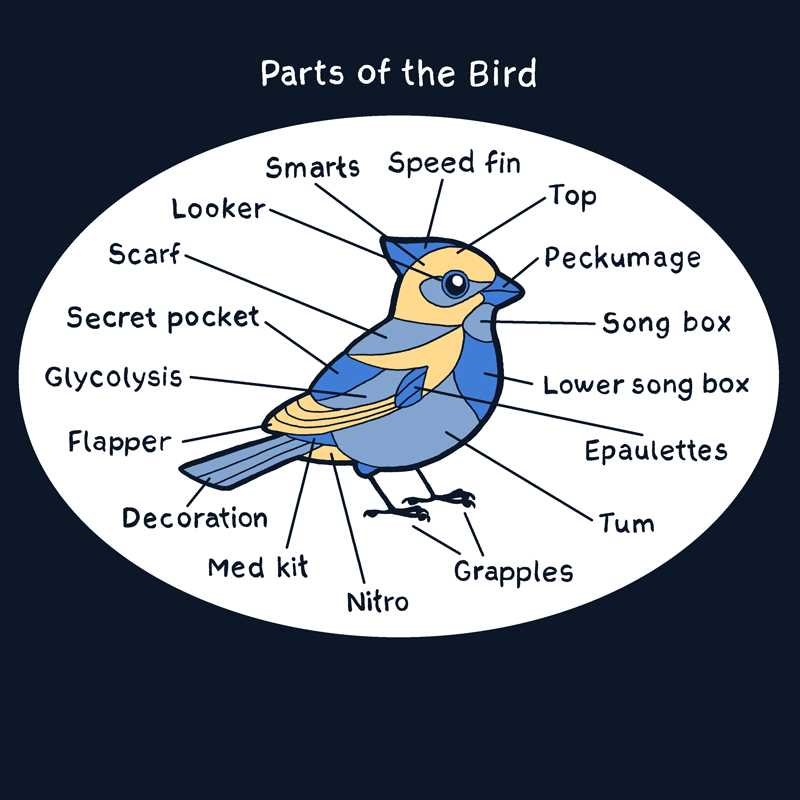 parts of a bird diagram