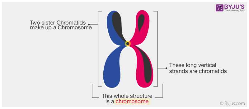 parts of a chromosome diagram